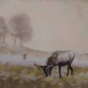 Grazing Elk at Cataloochee